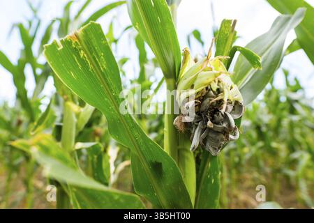 Huitlacoche - Maïs charbon, champignon, truffe mexicaine dans le domaine en vert. Le charbon du maïs est une maladie des plantes causée par le champignon Ustilago maydis que Banque D'Images