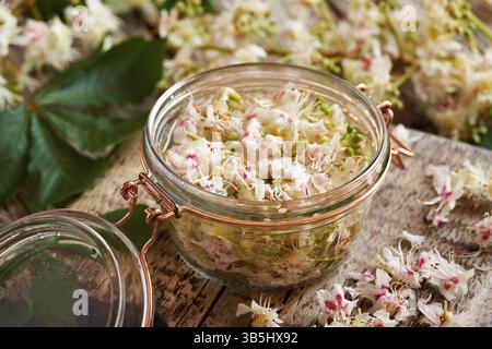Préparation de teinture à base de plantes maison à partir de fleurs fraîches de châtaignier de cheval au printemps Banque D'Images