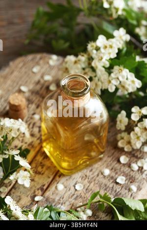 Une bouteille de teinture à base de plantes avec des fleurs d'aubépine fraîches récoltées au printemps Banque D'Images