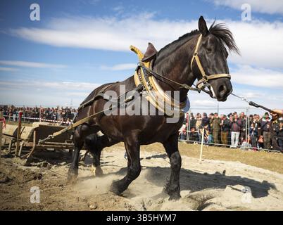 Les chevaux et leurs propriétaires participent à un tournoi heavy pull. Les animaux doivent tirer une charge de centaines de kilogrammes sur une piste de 30 M. Banque D'Images