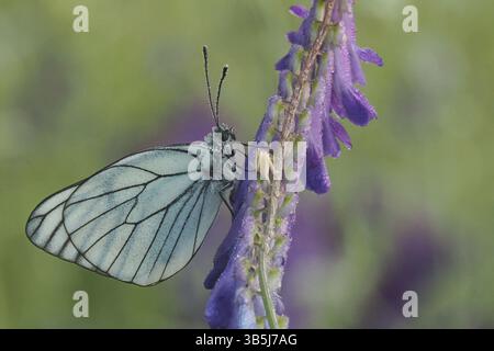 Arbre papillon blanc (Aporia crataegi) sur une fleur Banque D'Images