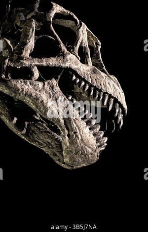 Un gros plan terrifiant d'un squelette de dinosaure en profil, capturant la bouche ouverte avec des dents pointues et menaçantes. Banque D'Images