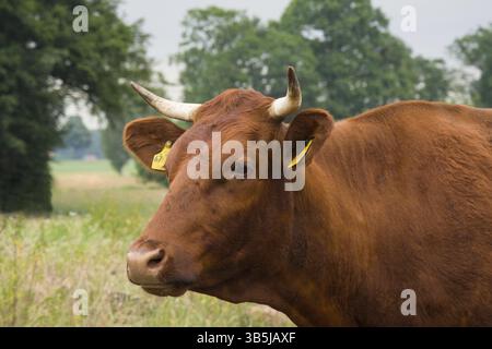 Portrait d'une vache bovine morte Banque D'Images