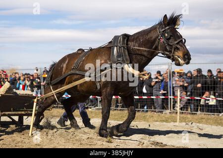 Les chevaux et leurs propriétaires participent à un tournoi heavy pull. Les animaux doivent tirer une charge de centaines de kilogrammes sur une piste de 30 M. Banque D'Images