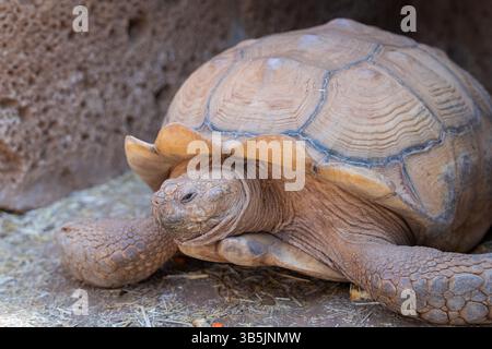 Tortue africaine (Centrochelys sulcata), une espèce indigène du désert du Sahara. Vieille tortue amicale géante. Banque D'Images