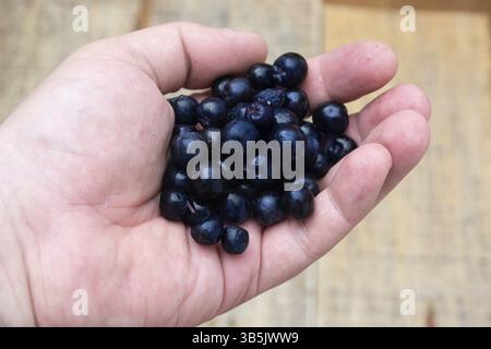 Handsl avec plein de petits fruits congelés aronia table rustique en bois avec verre de jus d'aronie Banque D'Images