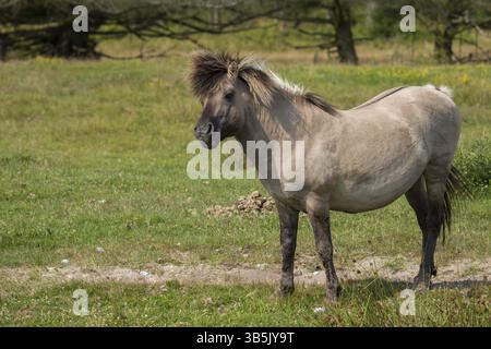Étalon Konik sur le pâturage dans la réserve naturelle de Wallnau (Fehmarn) Banque D'Images