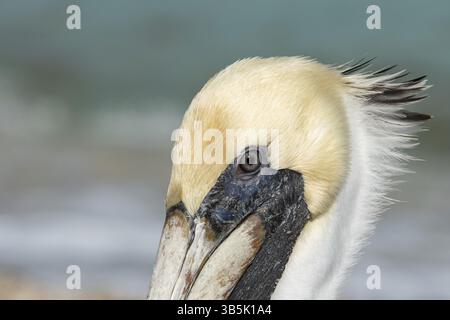 Portrait d'un pélican brun Banque D'Images