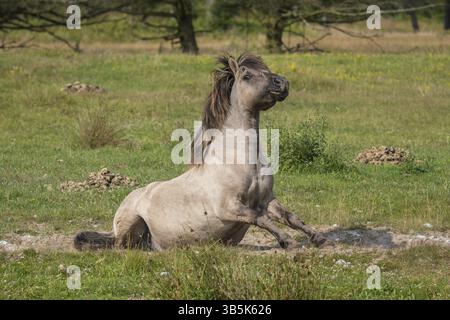 Étalon Konik sur le pâturage dans la réserve naturelle de Wallnau (Fehmarn) Banque D'Images