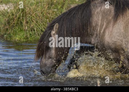 Étalon Konik à l'abreuvoir de la réserve naturelle de Wallnau (Fehmarrn) Banque D'Images