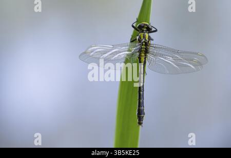 Club commun-tail (Gomphus vulgatissimus) Banque D'Images