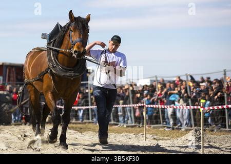 Sofia, Bulgarie - 3 mars, 2017 : les chevaux et leurs propriétaires participent à un tournoi de tirer lourd. Les animaux doit tirer une charge de centaines de kilogra Banque D'Images