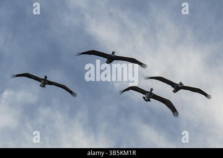 Quatre pélicans bruns en vol Banque D'Images