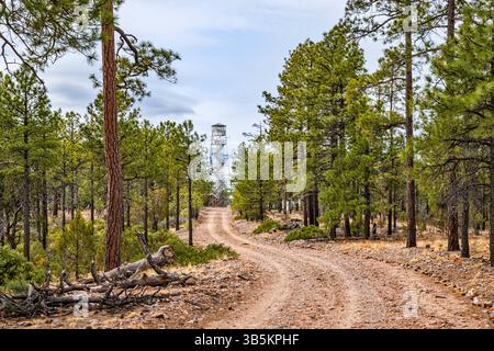 Tour d'observation de feu de Deer Springs, plateau de Mogollon au-dessus de Mogollon Rim, plateau du Colorado, forêt nationale Apache Sitgreaves, Arizona, États-Unis Banque D'Images