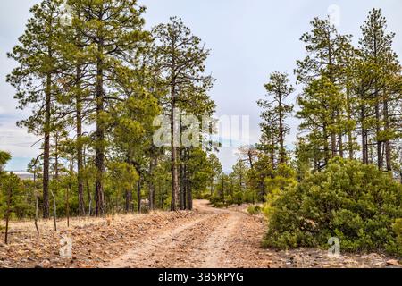 Vue près de Deer Springs Fire Lookout Tower, Mogollon plateau over Mogollon Rim, Colorado plateau, Apache Sitgreaves National Forest, Arizona, États-Unis Banque D'Images