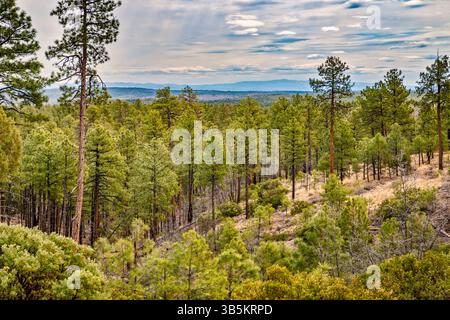 Vue près de Deer Springs Fire Lookout Tower, Mogollon plateau over Mogollon Rim, Colorado plateau, Apache Sitgreaves National Forest, Arizona, États-Unis Banque D'Images