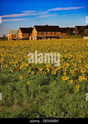 Champ de tournesol sous ciel bleu, paysage doré d'été Banque D'Images