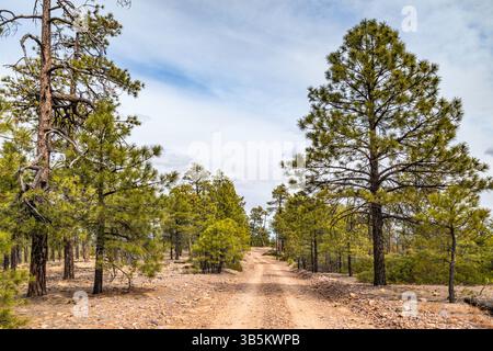 Vue près de Deer Springs Fire Lookout Tower, Mogollon plateau over Mogollon Rim, Colorado plateau, Apache Sitgreaves National Forest, Arizona, États-Unis Banque D'Images