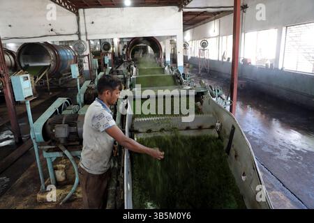 28 septembre 2022, Dhaka, Dhaka, Bangladesh: Un travailleur vérifie les feuilles de thé sur une machine où le thé est séparé par la taille et la couleur à l'usine. (Credit image: © Habibur Rahman/ZUMA Press Wire) Banque D'Images