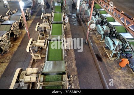 28 septembre 2022, Dhaka, Dhaka, Bangladesh: Un travailleur vérifie les feuilles de thé sur une machine où le thé est séparé par la taille et la couleur à l'usine. (Credit image: © Habibur Rahman/ZUMA Press Wire) Banque D'Images