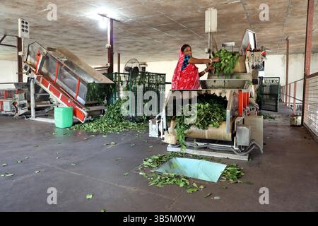 28 septembre 2022, Dhaka, Dhaka, Bangladesh: Un travailleur vérifie les feuilles de thé sur une machine où le thé est séparé par la taille et la couleur à l'usine. (Credit image: © Habibur Rahman/ZUMA Press Wire) Banque D'Images