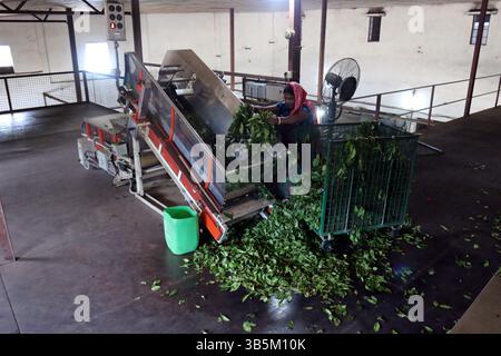 28 septembre 2022, Dhaka, Dhaka, Bangladesh: Un travailleur vérifie les feuilles de thé sur une machine où le thé est séparé par la taille et la couleur à l'usine. (Credit image: © Habibur Rahman/ZUMA Press Wire) Banque D'Images