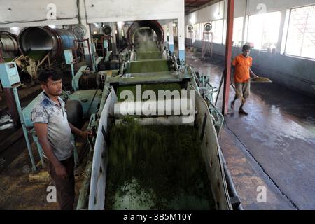 28 septembre 2022, Dhaka, Dhaka, Bangladesh: Un travailleur vérifie les feuilles de thé sur une machine où le thé est séparé par la taille et la couleur à l'usine. (Credit image: © Habibur Rahman/ZUMA Press Wire) Banque D'Images