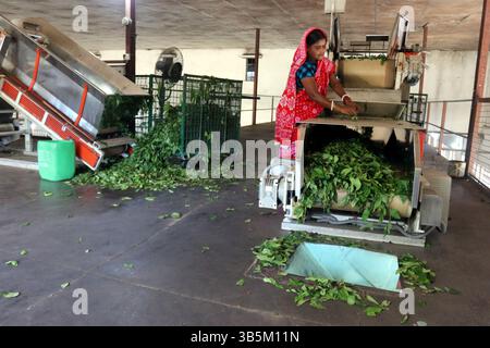 28 septembre 2022, Dhaka, Dhaka, Bangladesh: Un travailleur vérifie les feuilles de thé sur une machine où le thé est séparé par la taille et la couleur à l'usine. (Credit image: © Habibur Rahman/ZUMA Press Wire) Banque D'Images