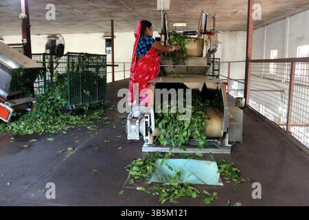 28 septembre 2022, Dhaka, Dhaka, Bangladesh: Un travailleur vérifie les feuilles de thé sur une machine où le thé est séparé par la taille et la couleur à l'usine. (Credit image: © Habibur Rahman/ZUMA Press Wire) Banque D'Images