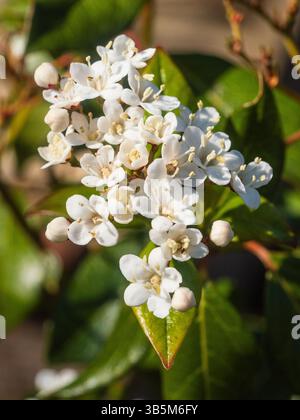 Fleurs printanières blanches dans la tête de l'arbuste rustique à feuilles persistantes Viburnum tinus 'Lucidum' Banque D'Images