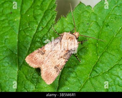Forme pâle du printemps à l'automne Flying Shuttle Moth en forme de navette, Agrostis puta, dans un jardin de Plymouth, Royaume-Uni Banque D'Images