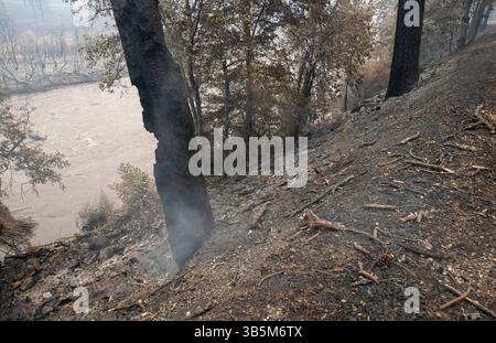 4 août 2022, rivière Klamath, Californie, États-Unis : un arbre coule le long de la rivière Klamath dans la communauté non incorporée de la rivière Klamath après qu'elle ait été brûlée par le feu de forêt McKinney de 58 600 acres. Le feu brûle dans la forêt nationale de Klamath, dans l'extrême nord de la Californie. Le nombre de morts de l'incendie s'élève à 4. (Crédit image : © Robin Loznak/ZUMA Press Wire) Banque D'Images