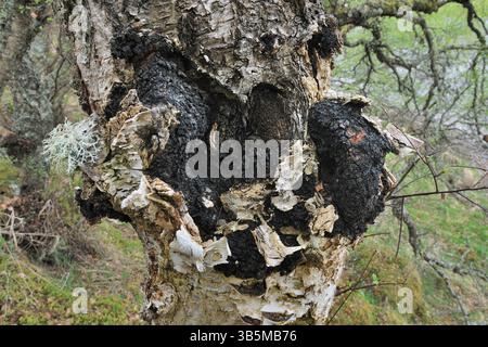 Champignons Chaga (Inonotus obliquus) poussant du tronc d'un bouleau argenté (Betula pendula) Inverness-shire, Écosse, mai Banque D'Images