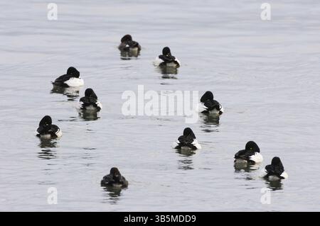 GoldenEye (Bucephala clangula) groupe d'oiseaux mâles et femelles reposant sur la surface d'eau calme de la rivière Tweed près de l'estuaire à marée haute. Banque D'Images