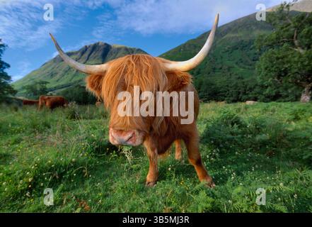 Femelle de vache des Highlands (Bos taurus) en pâturage, Glen Nevis, Inverness-Shire, Écosse, juin 2001 Banque D'Images