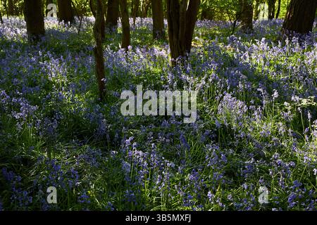 Forêt de bluebell anglaise au printemps avec lumière du soleil et ombres contrastées. Banque D'Images