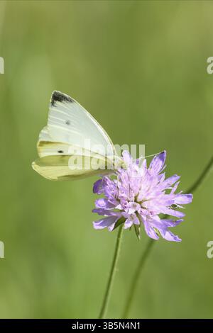 Petit blanc (Pieris rapae) Banque D'Images
