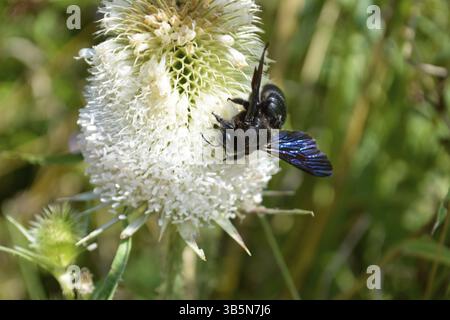 Abeille charpentière sur la fraise sur une journée ensoleillée Banque D'Images
