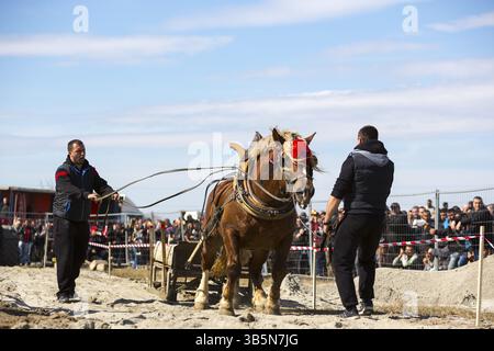 Sofia, Bulgarie - 3 mars, 2017 : les chevaux et leurs propriétaires participent à un tournoi de tirer lourd. Les animaux doit tirer une charge de centaines de kilogra Banque D'Images