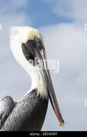 Portrait d'un pélican brun Banque D'Images