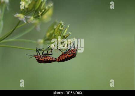 Insecte rayé (Graphosoma lineatum) Banque D'Images