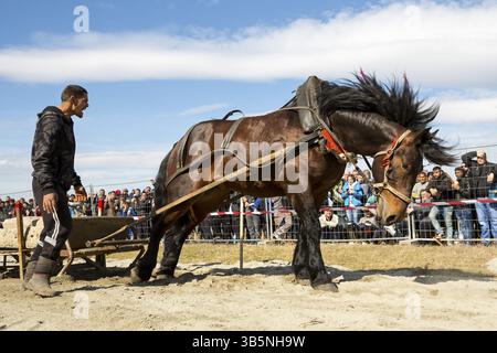 Sofia, Bulgarie - 3 mars, 2017 : les chevaux et leurs propriétaires participent à un tournoi de tirer lourd. Les animaux doit tirer une charge de centaines de kilogra Banque D'Images