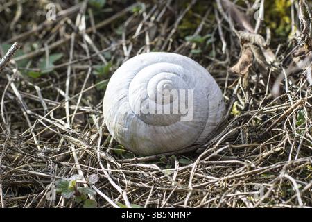 Un escargot vide maison dans l'herbe sèche au printemps Banque D'Images