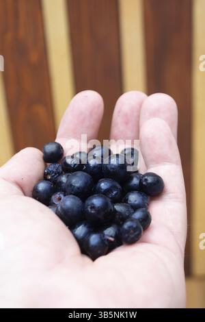 Handsl avec plein de petits fruits congelés aronia table rustique en bois avec verre de jus d'aronie Banque D'Images