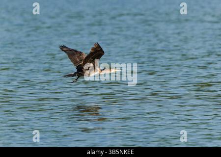 Volant Phalacrocorax carbo aka Grand cormoran. Oiseau commun en république tchèque. Banque D'Images