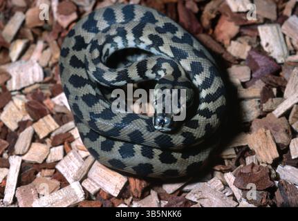 Python tapis torrésien, python tapis Darwin ou python tapis nord-ouest, Morelia spilota variegata, Pythonidae Banque D'Images