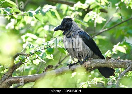 Oiseau commun Corvus cornix aka corbeau à capuchon est perché sur l'arbre. Plumage humide après bain dans la rivière. Banque D'Images