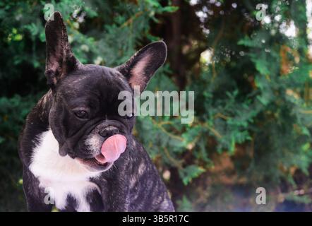 Bouledogue français Banque D'Images