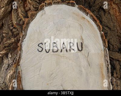 Écorce d'arbre altérée portant le mot SUBARU profondément gravé. Tbilissi, Géorgie - 1er avril 2025. Banque D'Images