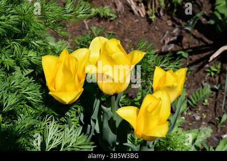 Bouquet de tulipes rouges. Fermez les fleurs printanières. Étonnantes tulipes roses rouges fleurissant dans le jardin. Paysage de plantes de fleurs de tulipe. Fond de fleur de printemps. SP Banque D'Images